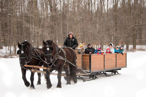 winter rides sleigh jacobs horse st tours